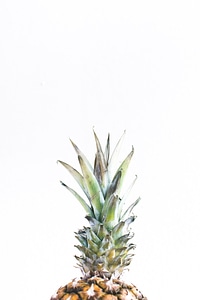 Fresh funky pineapple with a white background