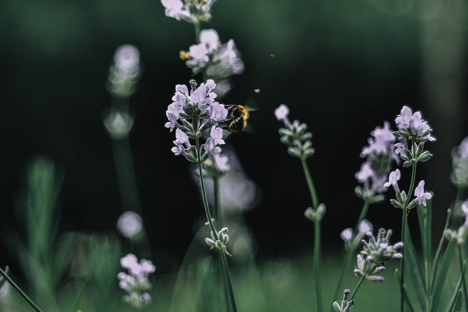 Closeup of Meadow with Wild Flowers and Bee