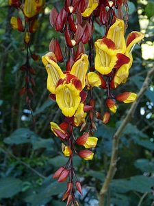Tropical tropics exotic
