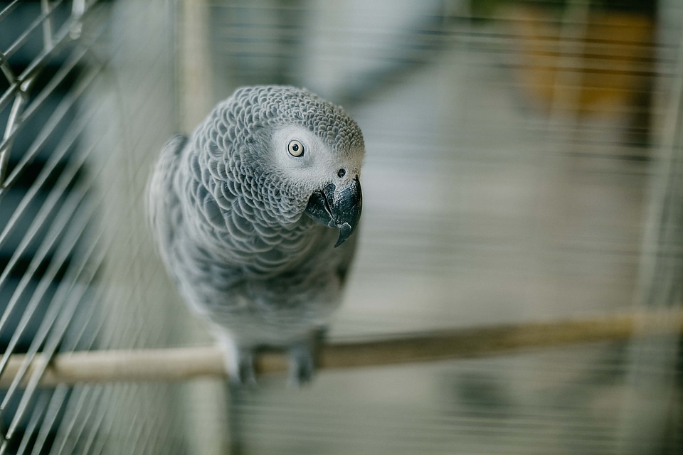 Bird parrot close-up photo