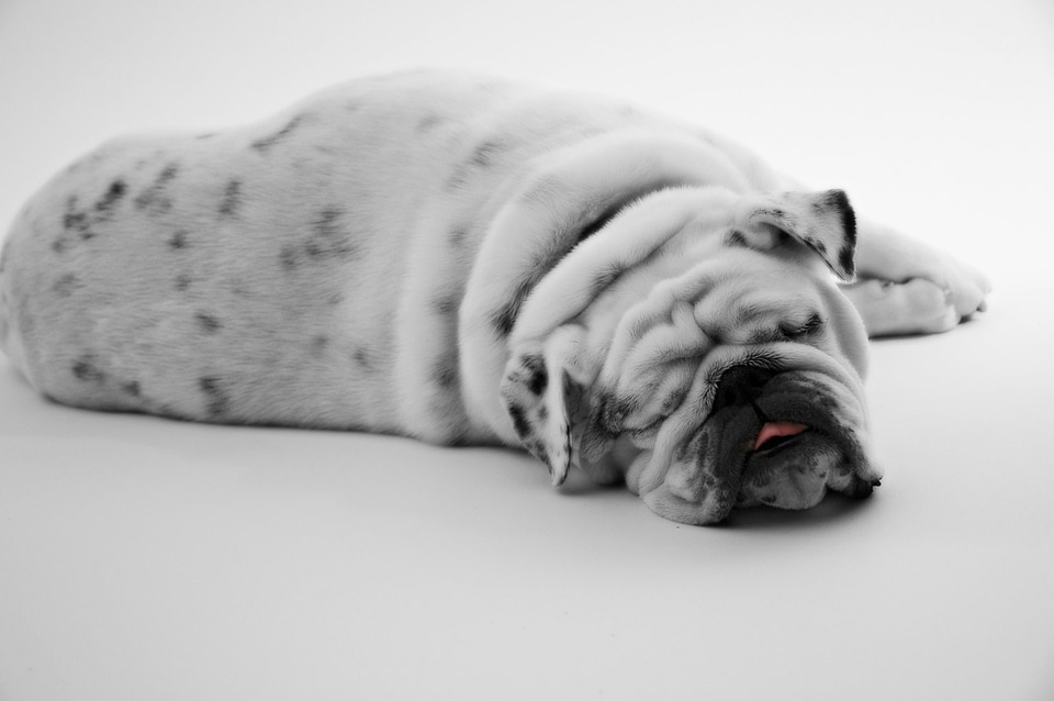 Animal water canine