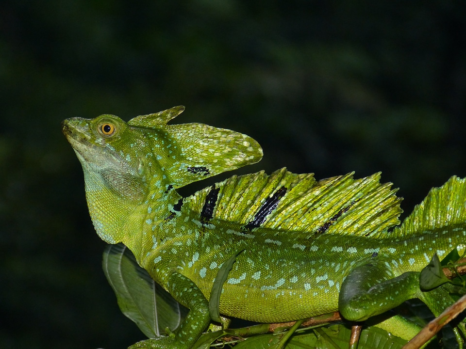 Reptile tropical tropics
