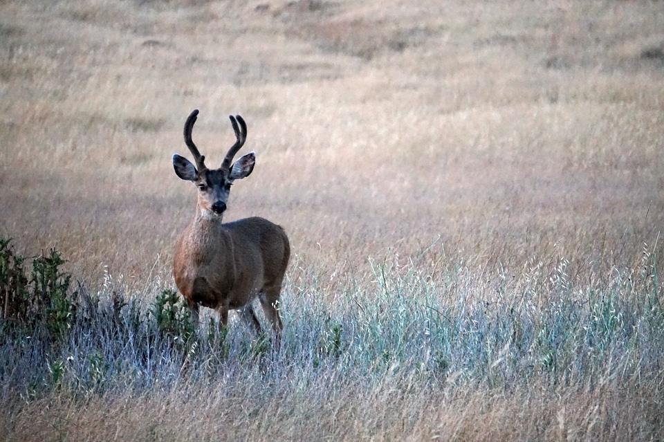 Doe on a Meadow photo