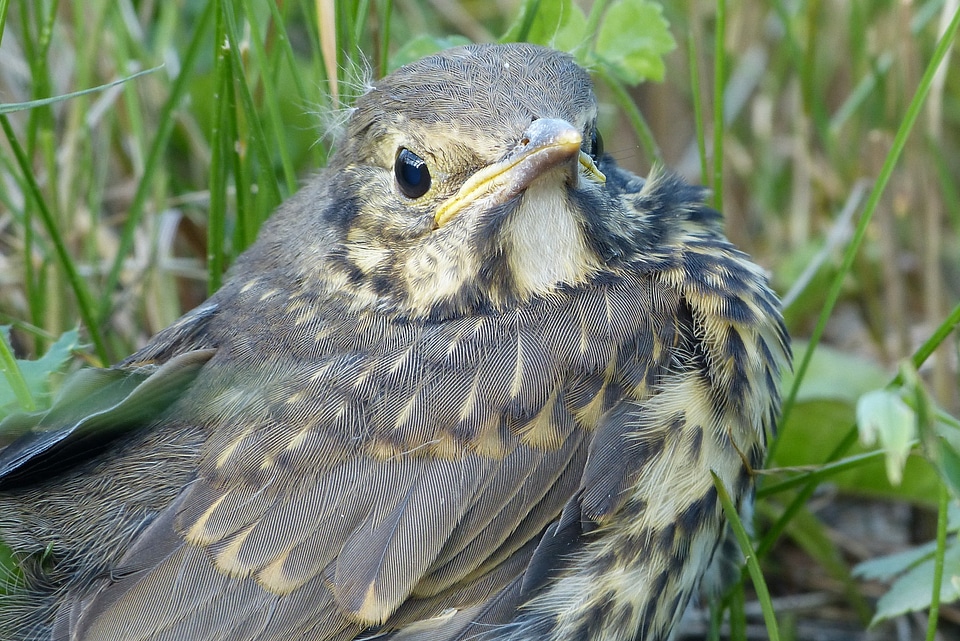Nestling cub bird