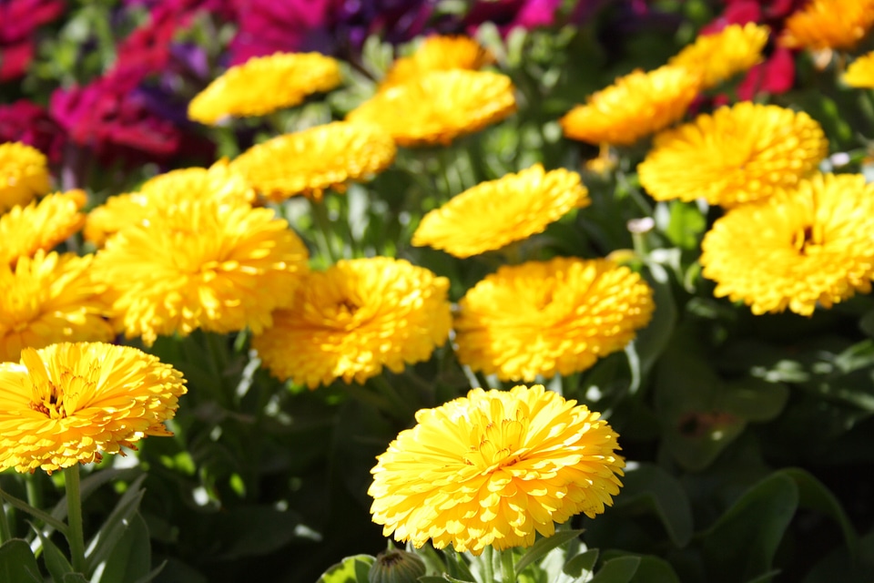 Plants natural blossom