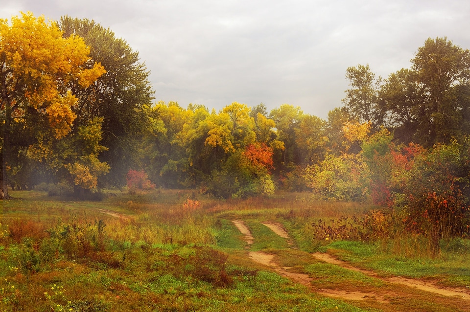 Leaves fog forest photo