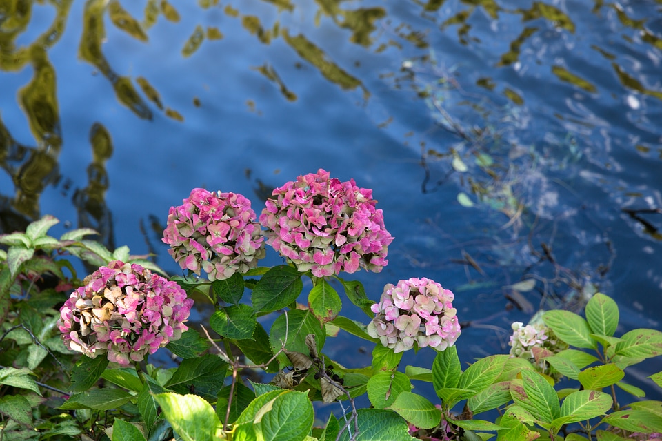 Pink Hydrangea Flowers