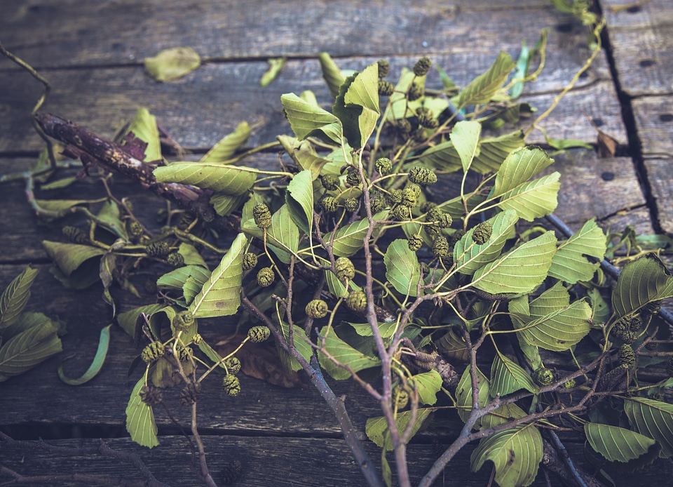 European Black Alder Branches