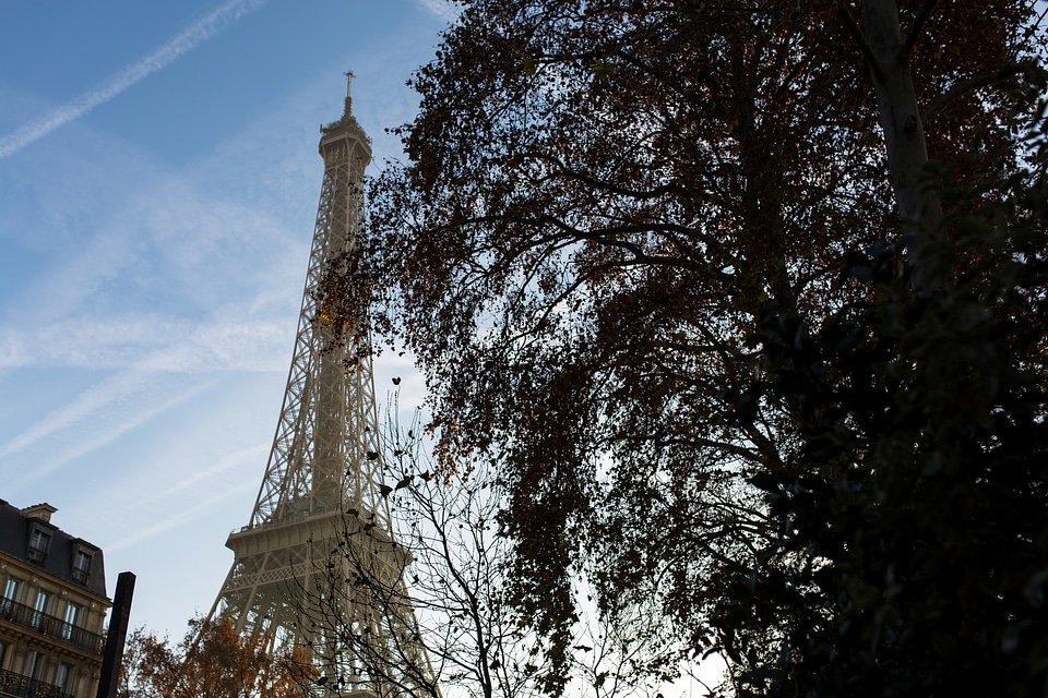 Eiffel Tower behind a Tree, Paris France