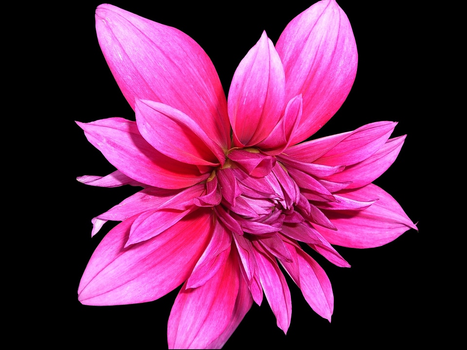 Bloom close up plant