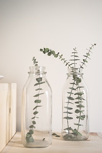 Plants in a Bottle Interior Decorations photo