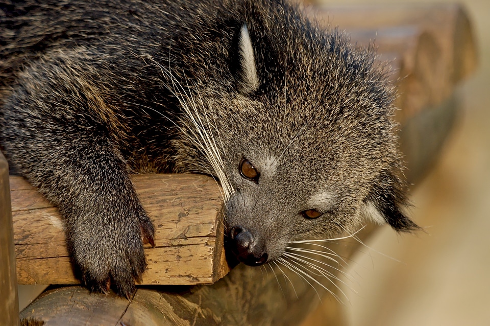 Arctictis cute mammal
