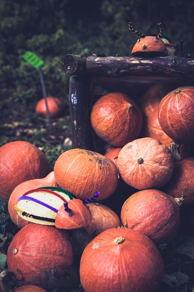 Funny Bugs Made of Pumpkins