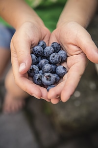 Child holding fresh blueberries photo