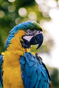 Portrait of Macaw Parrot photo