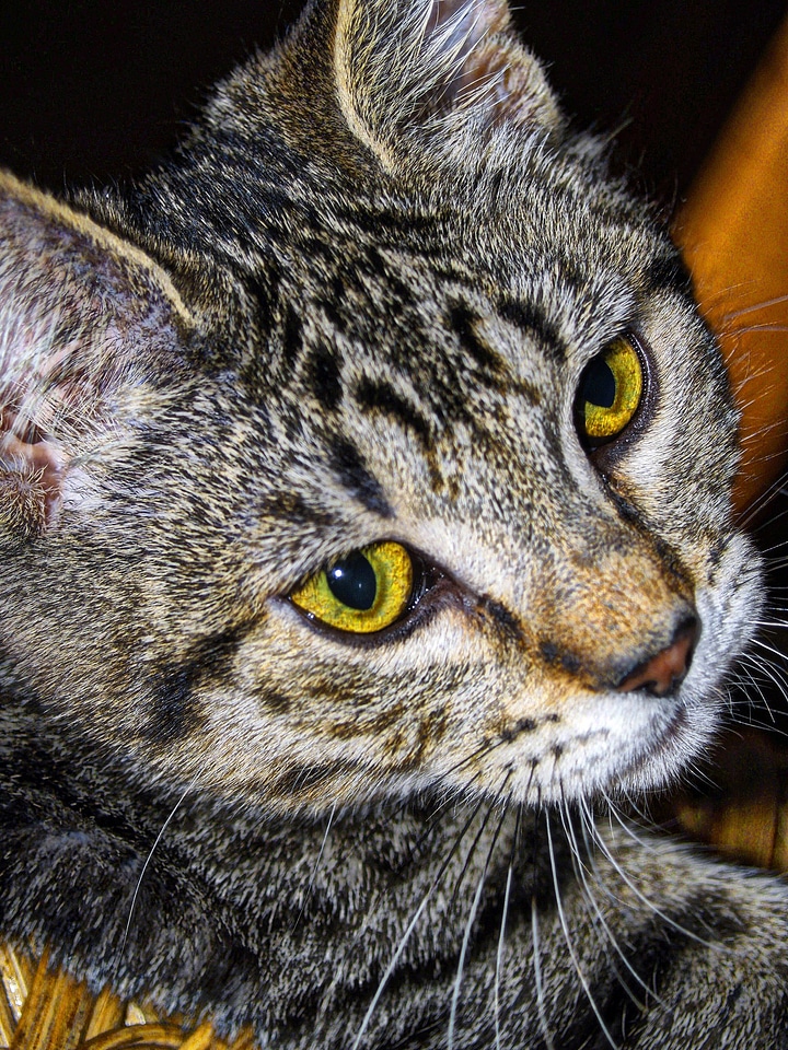 Pet animal feline