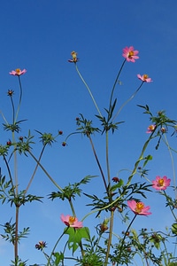 India plant garden