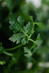 Parsley leaf photo