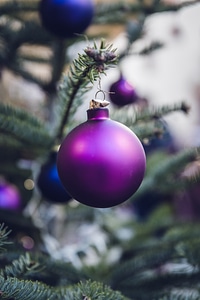 Purple Christmas Balls Hanging on a Christmas Tree photo