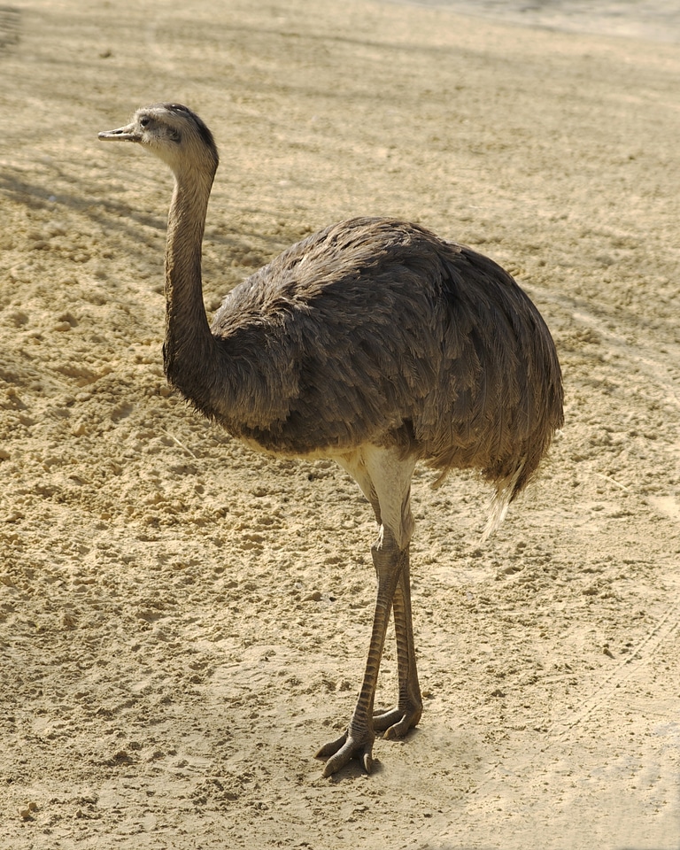 Flightless wildlife americana