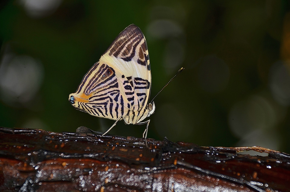 Insect butterflies nature