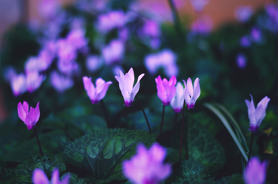 Alpine Violet Flowers photo