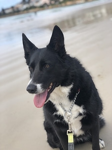 Black dog portrait photo