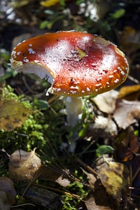 Mushroom forest floor screen fungus photo