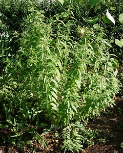 Hortipendium edible food