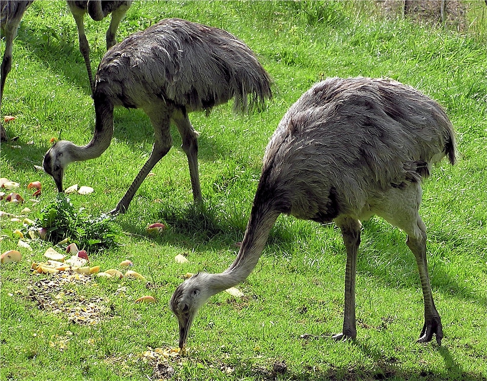 Flightless beak wildlife