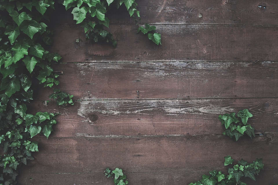 Ivy Green Leaf Frame on Plank Wood Wall