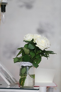 Roses white flower minimalism photo