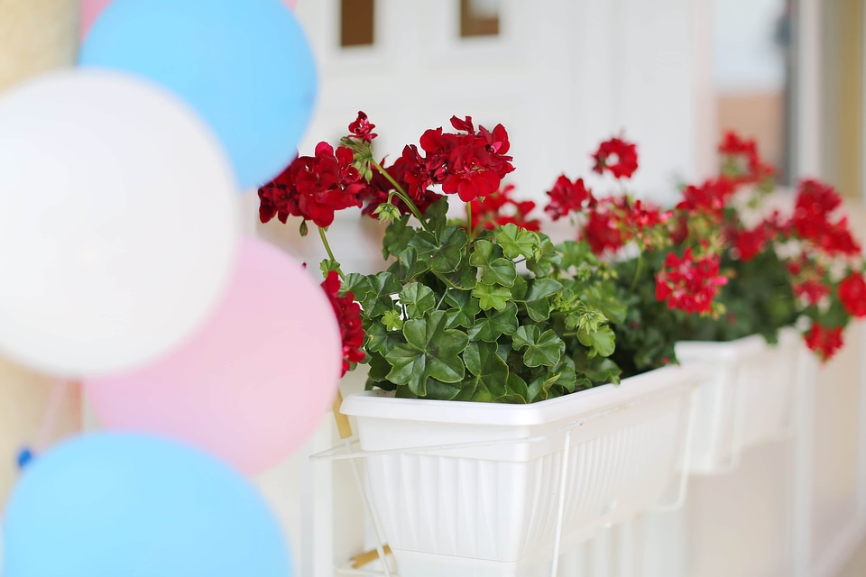 Geranium party balloon
