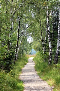 Birch promenade nature trail