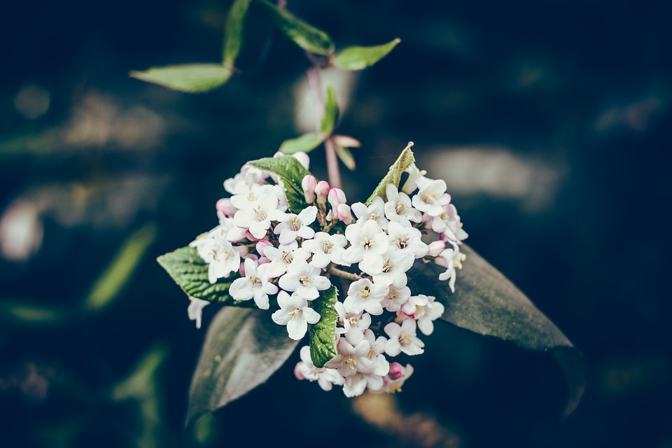 Spring Flowers Branch