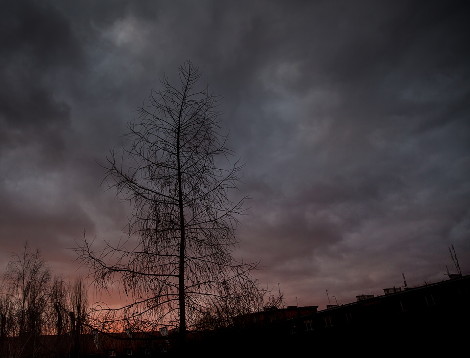 Larch Against Grey Sky