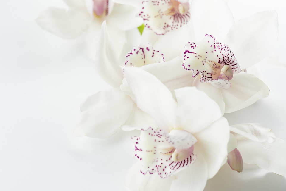 White Orchid on a White Background photo