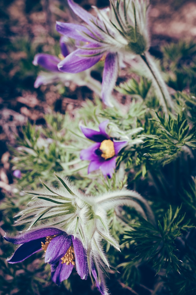 Pulsatilla Flowers