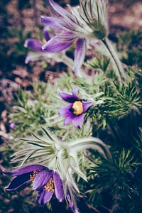 Pulsatilla Flowers