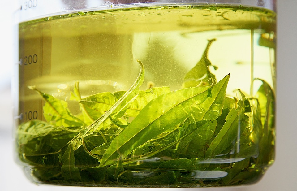 Lemon verbena tea hortipendium food