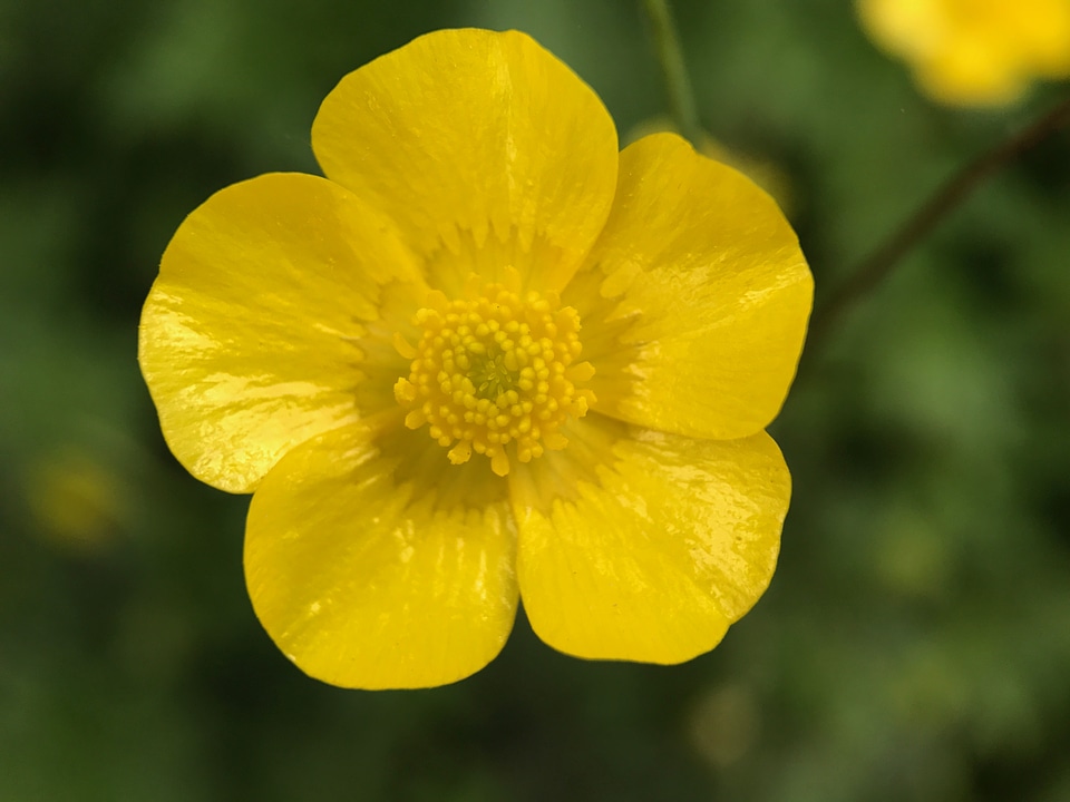 Potentilla Flower Closeup