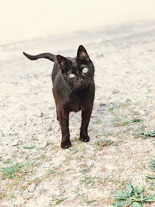 Black Cat Outdoors photo
