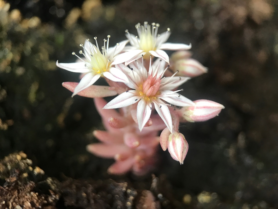 Incredibly Beautiful Flower Closeup