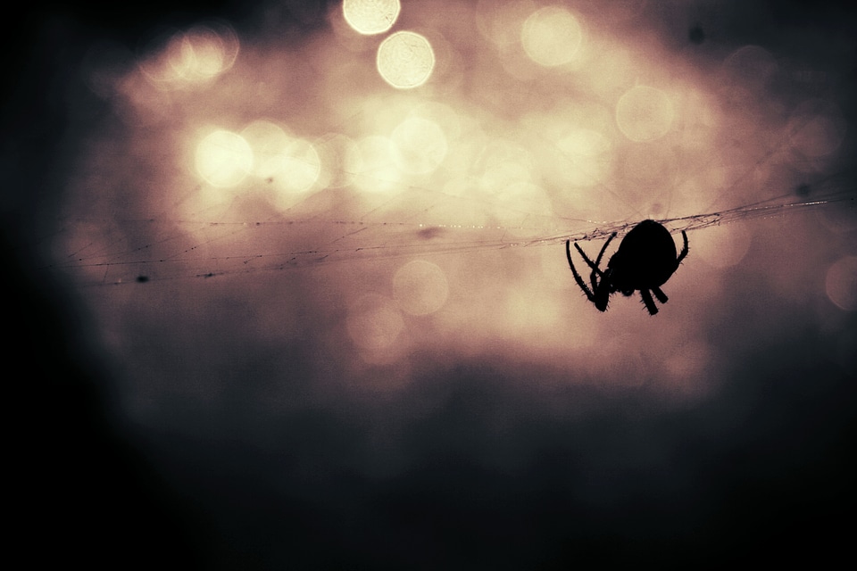 Spiderweb danger bokeh