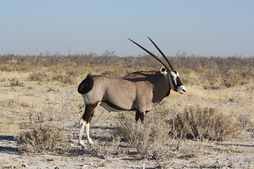 Animal namibia africa