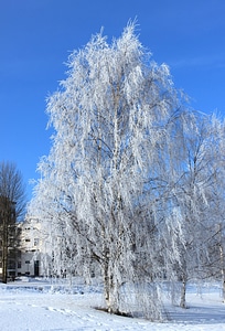 Snow frost sky
