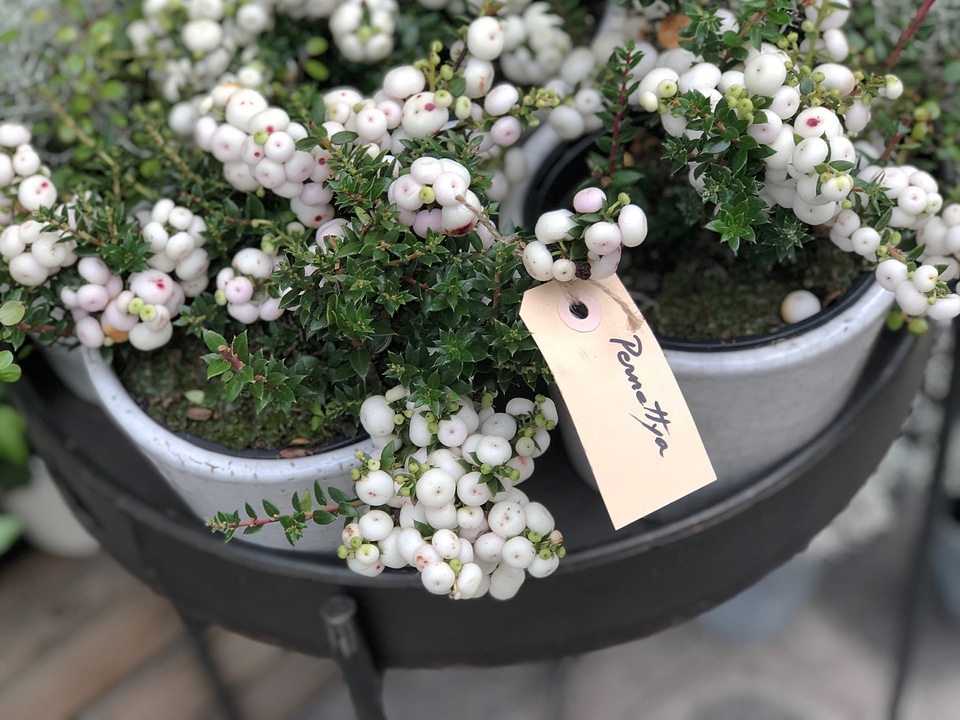 Pernettya Mucronata