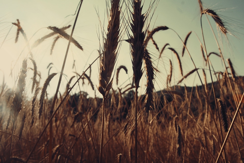 Wheat grunge vintage