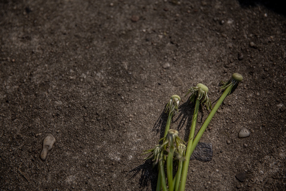 Dandelions on the Ground