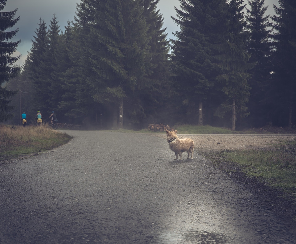Dog on a Trip to the Woods